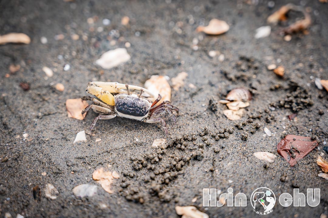 新竹香山景點〡香山濕地〡輕鬆觀察十多種螃蟹。熱拍景點香山賞蟹步道。香山濕地生態館
