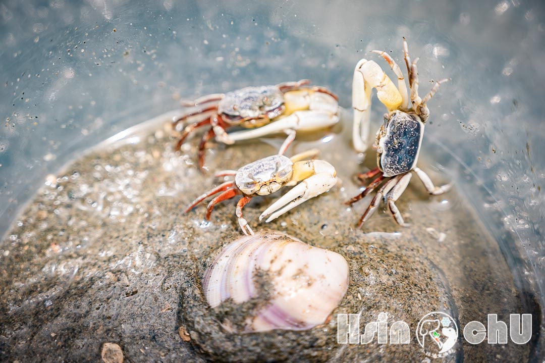 新竹香山景點〡香山濕地〡輕鬆觀察十多種螃蟹, 熱拍景點香山賞蟹步道, 香山濕地生態館