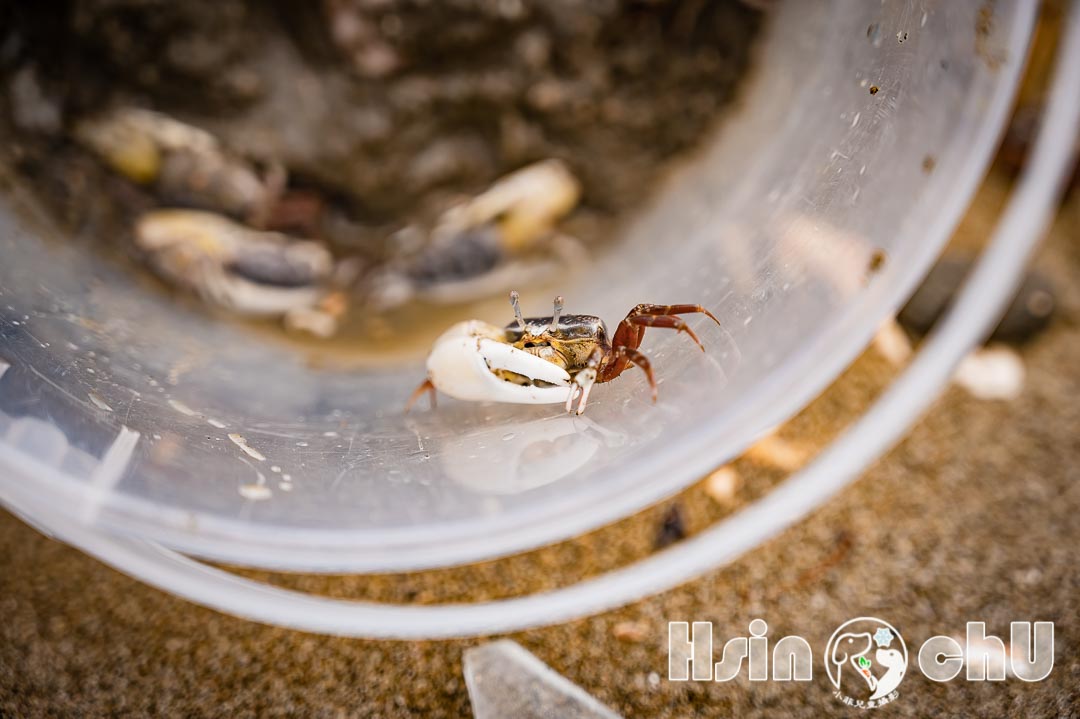 新竹香山景點〡香山濕地〡輕鬆觀察十多種螃蟹。熱拍景點香山賞蟹步道。香山濕地生態館
