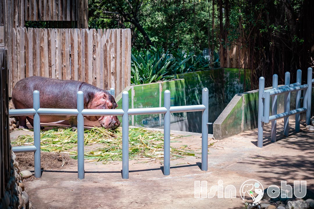 新竹東區景點〡新竹市立動物園〡全台最老動物園復活,近距離與動物面對面,五大動物園人氣王