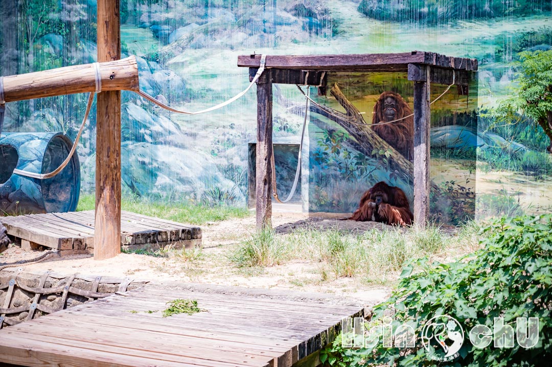 新竹東區景點〡新竹市立動物園〡全台最老動物園復活,近距離與動物面對面,五大動物園人氣王