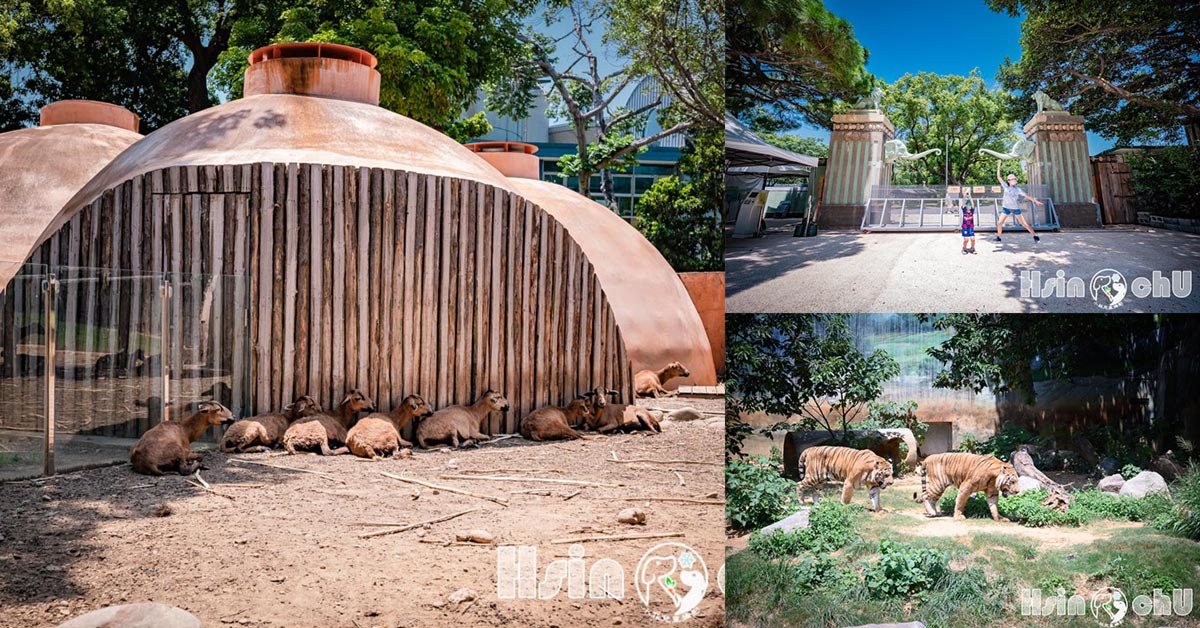 新竹東區景點〡新竹市立動物園〡全台最老動物園, 近距離與動物面對面, Q萌人氣王好可愛, 大小朋友變身動物粉絲 @小菲親子玩樂生活