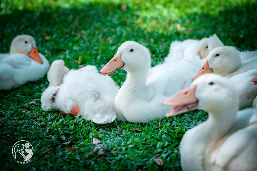 duck-story-farm_32 宜蘭五結景點〡鴨寮故事館〡只要十元讓鴨子吃飽飽。紅土鹹鴨蛋自己撿自己做