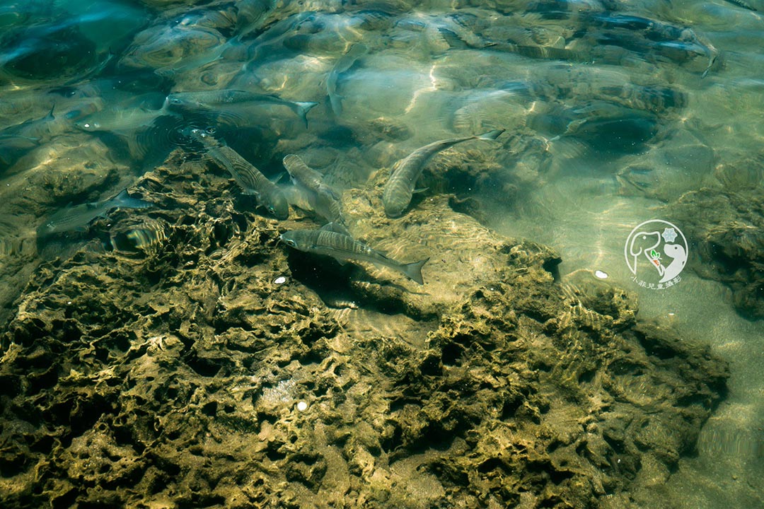 台東。卑南〡富山護漁區〡零距離欣賞魚群。天然的水族箱。銅板價觀看十多種不同魚種