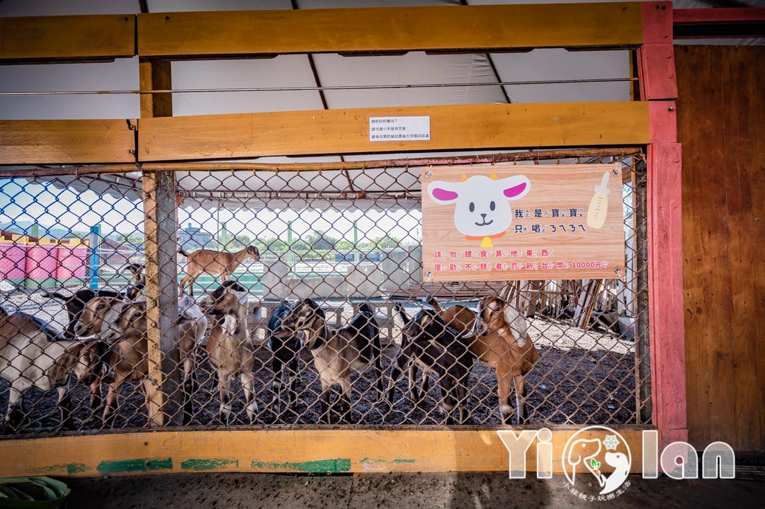 宜蘭農場一日遊〡勝洋休閒農場玩草動手之旅, 可達羊場餵羊咩咩擠羊奶體驗