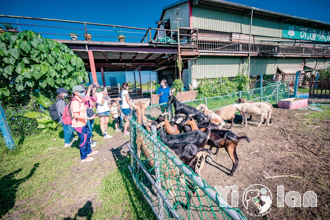 宜蘭農場一日遊〡勝洋休閒農場玩草動手之旅, 可達羊場餵羊咩咩擠羊奶體驗