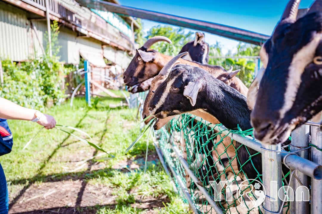 宜蘭員山景點〡可達羊場〡入園低消50元銅板價, 小農場親餵大體驗, 動手擠羊奶初體驗, 假日親子同遊好去處