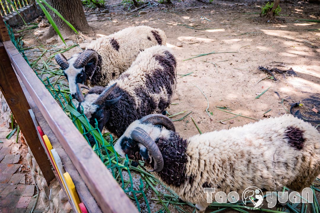 桃園中壢景點〡羊世界牧場〡勇伯台灣羊餐廳, 山羊綿羊超多可愛小動物
