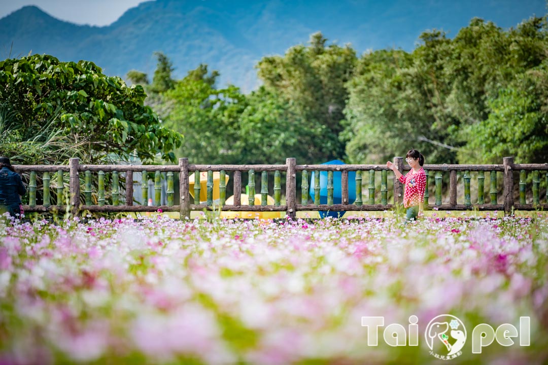 guandu-flower_007-1