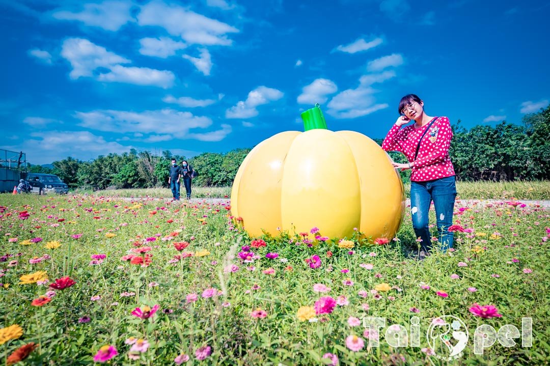 guandu-flower_008