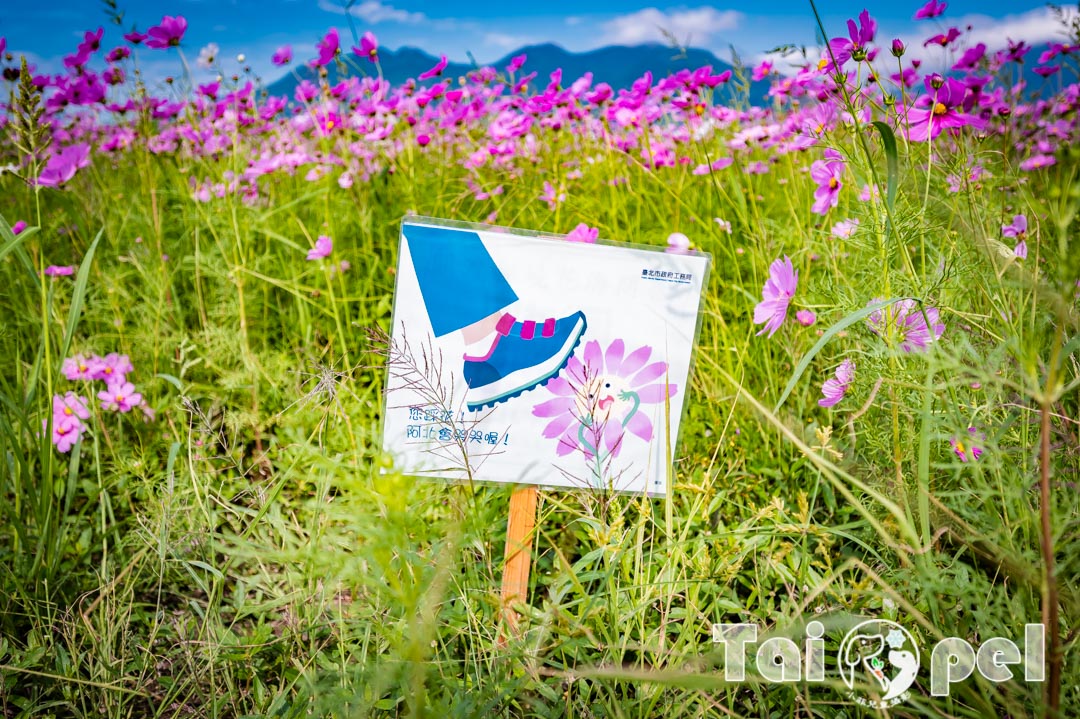 guandu-flower_009