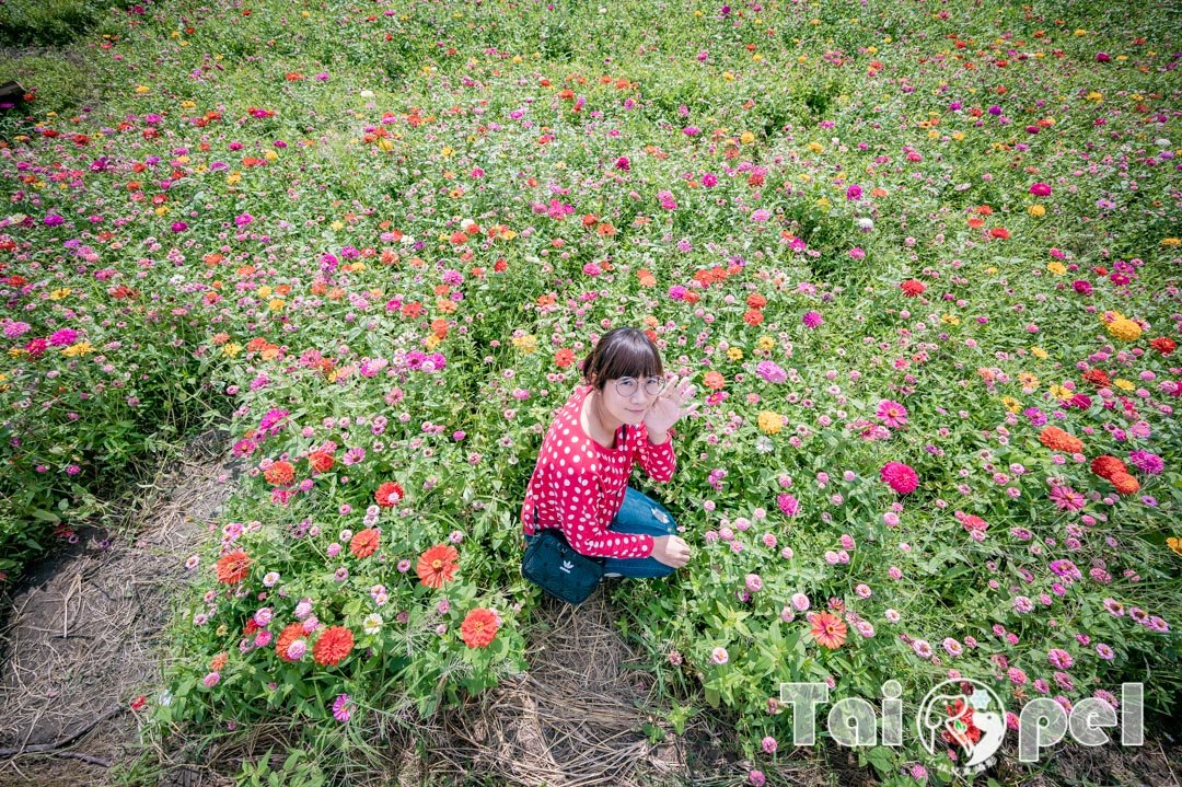 guandu-flower_012