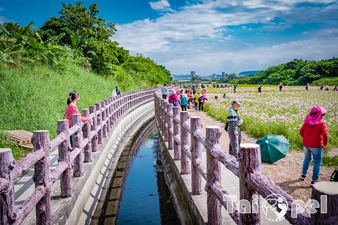 guandu-flower_014