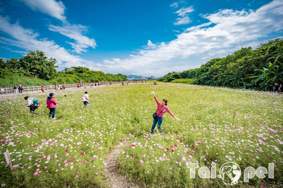 guandu-flower_016
