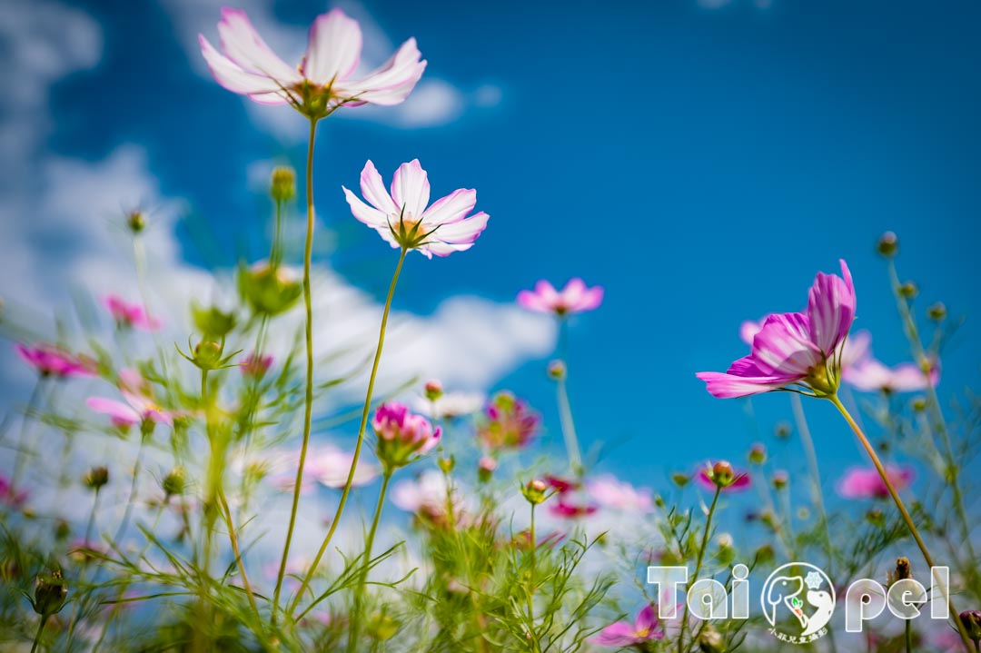 guandu-flower_017