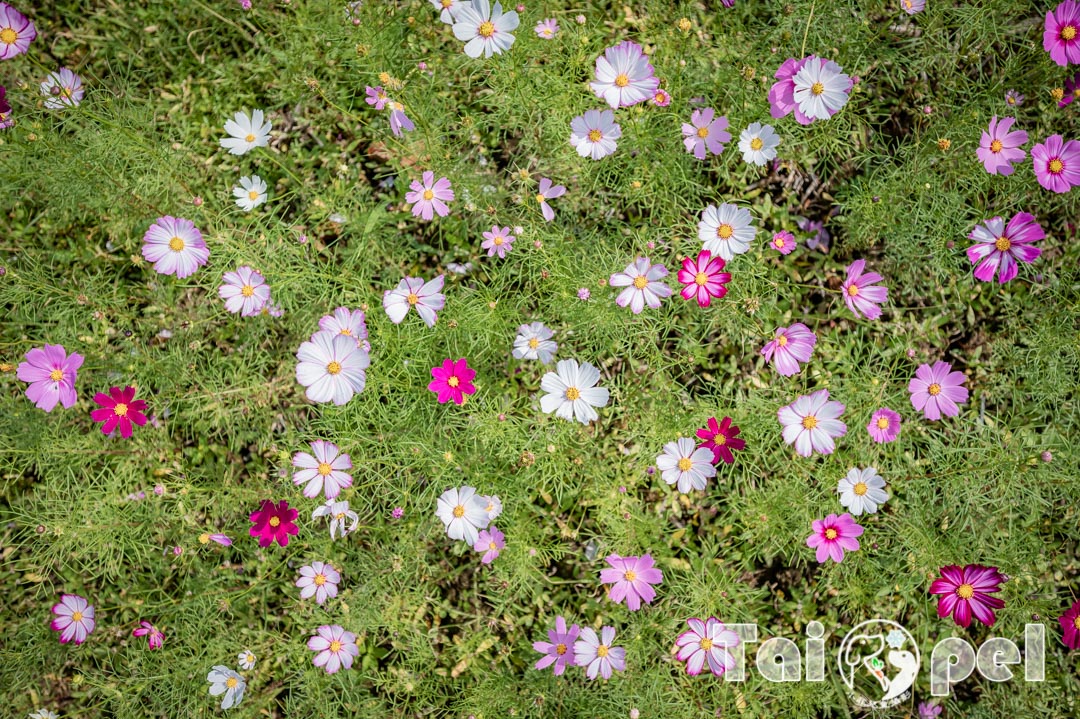guandu-flower_018