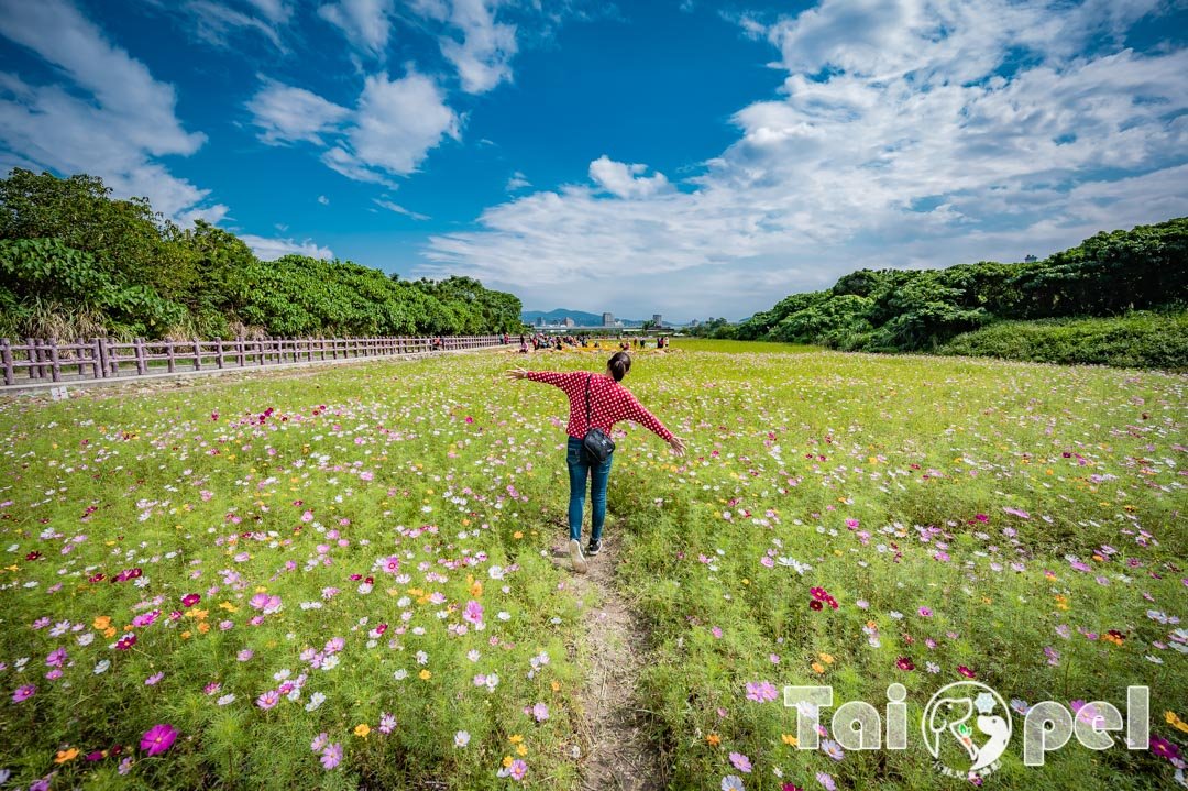guandu-flower_021