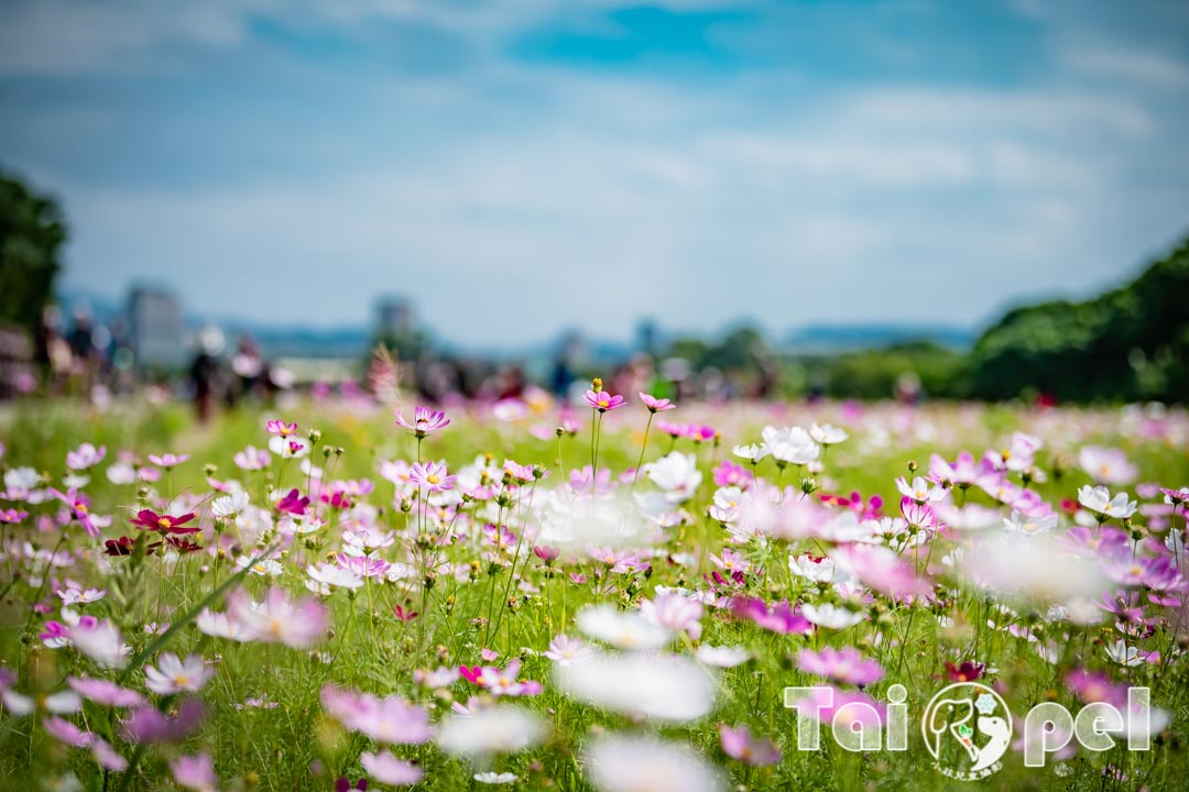 guandu-flower_022
