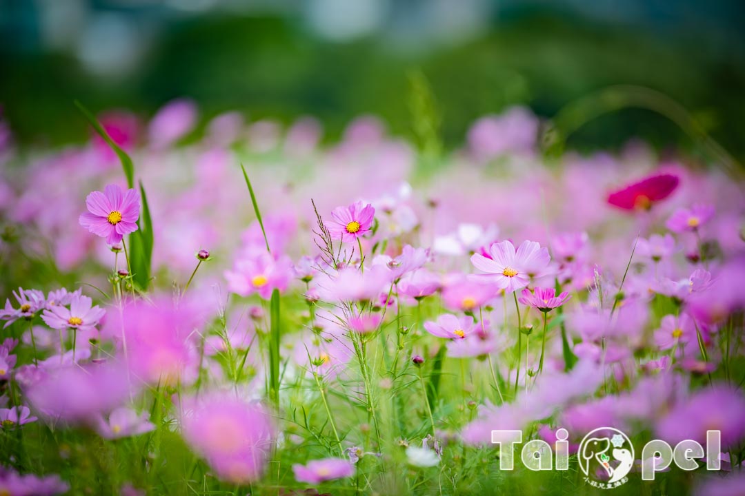 guandu-flower_023