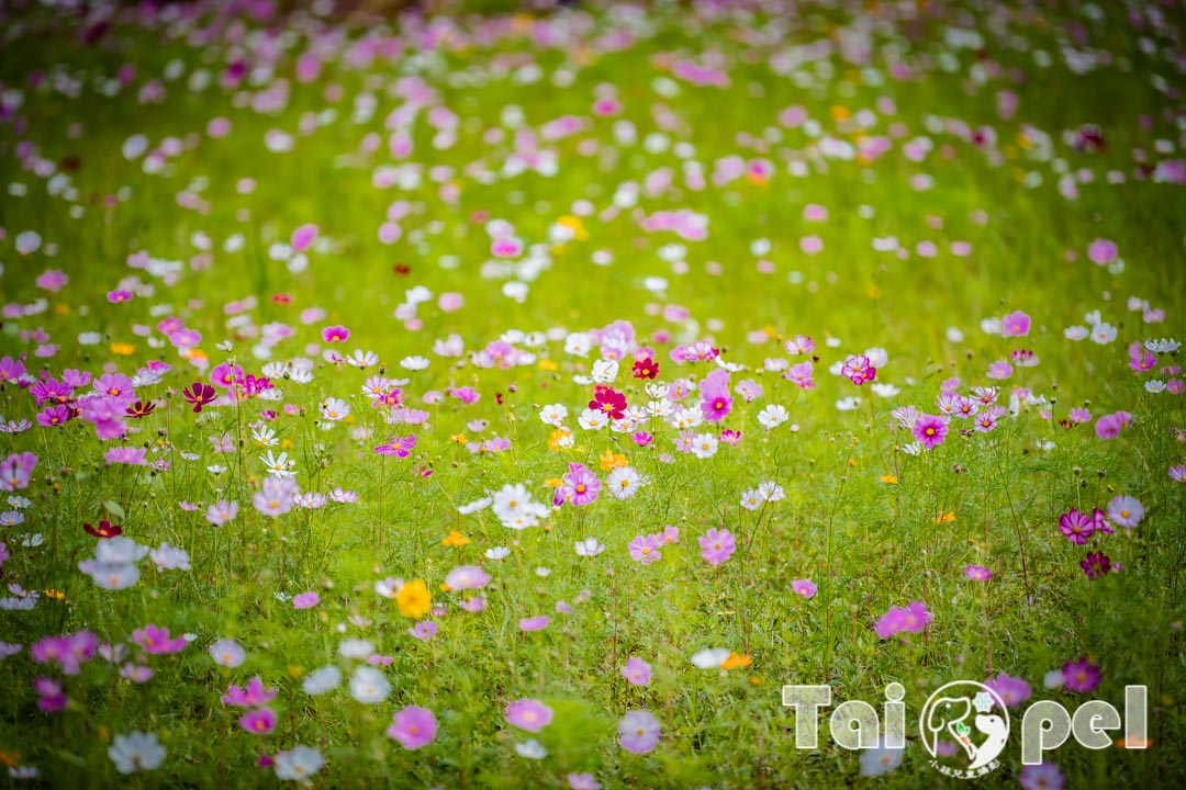 guandu-flower_024