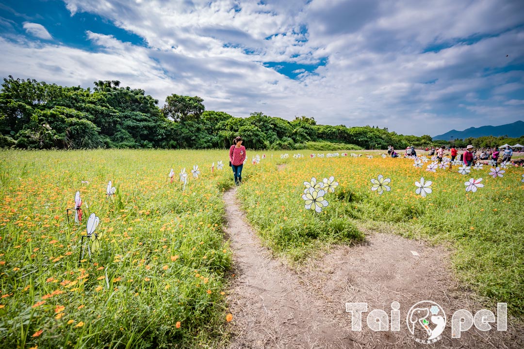 guandu-flower_026-1
