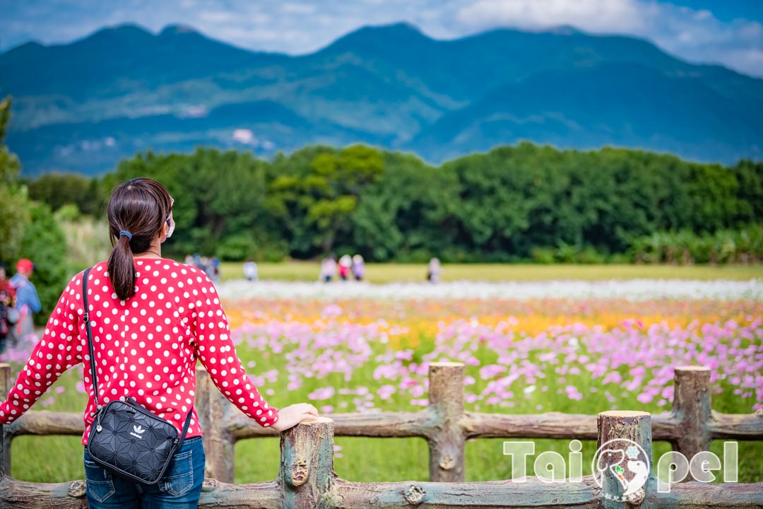guandu-flower_030