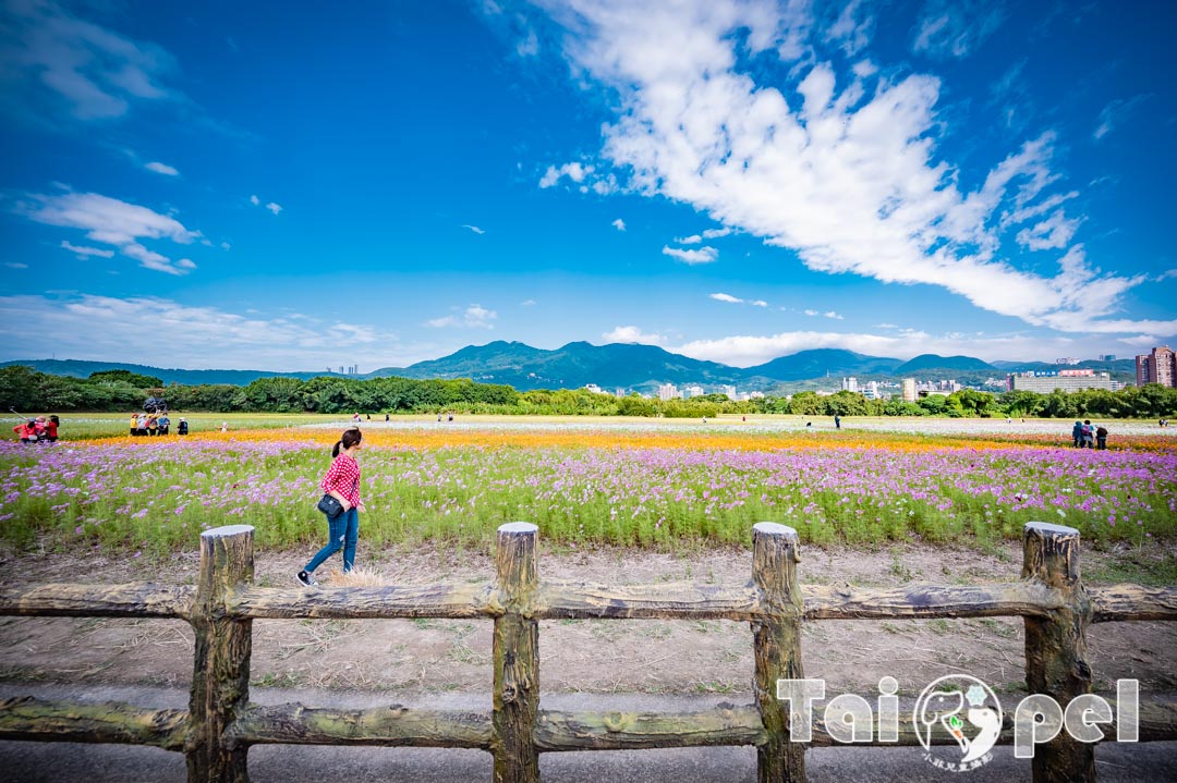 guandu-flower_031