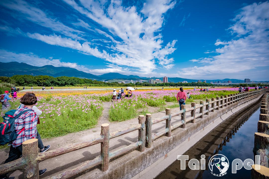 guandu-flower_032