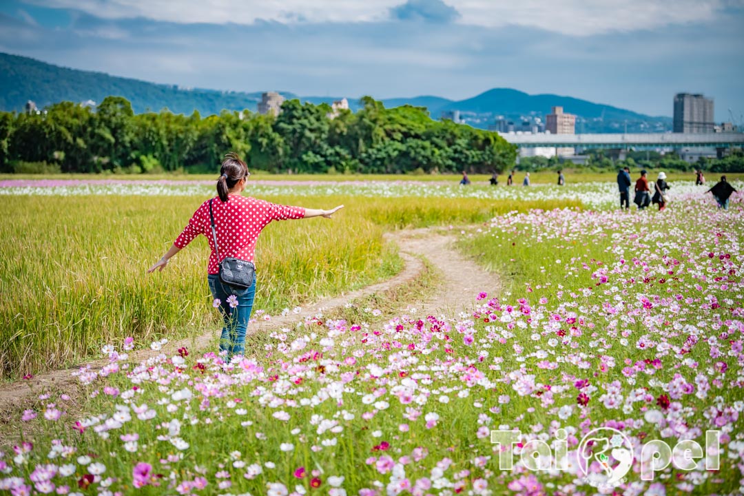 guandu-flower_035-1