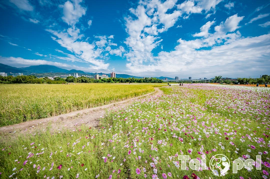 guandu-flower_035