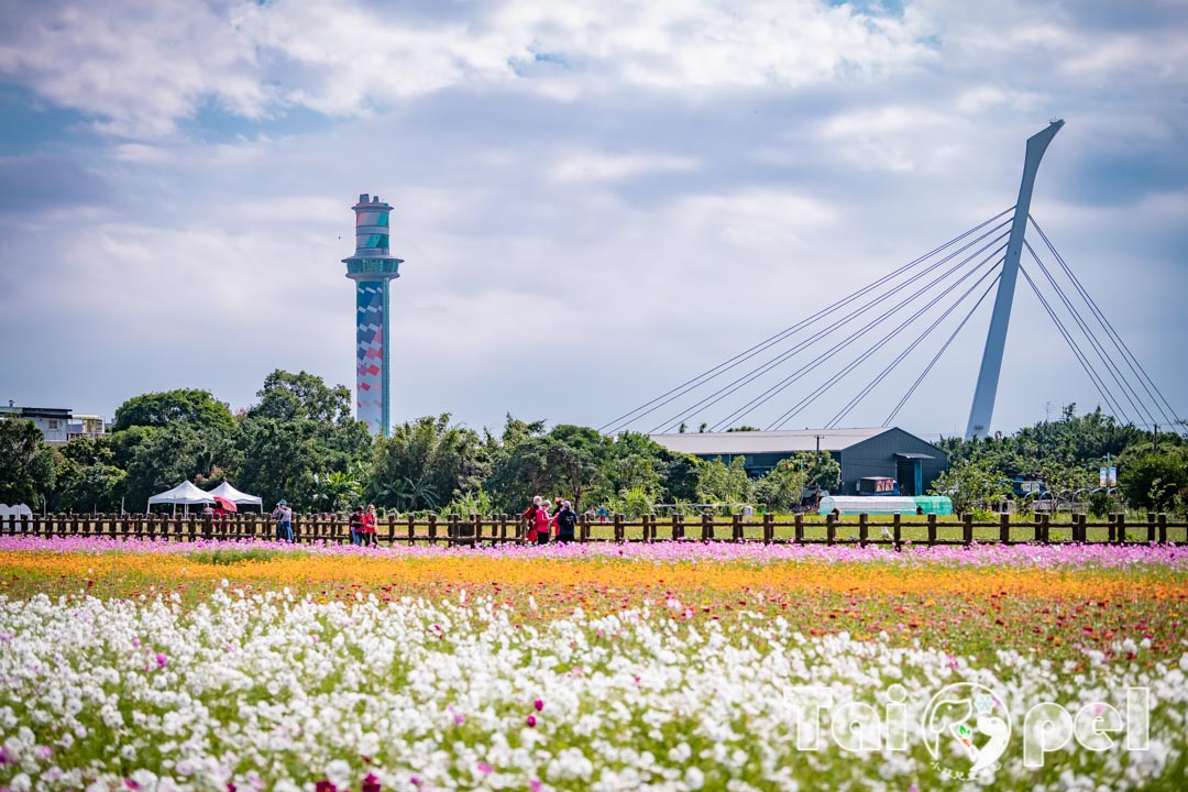 guandu-flower_037