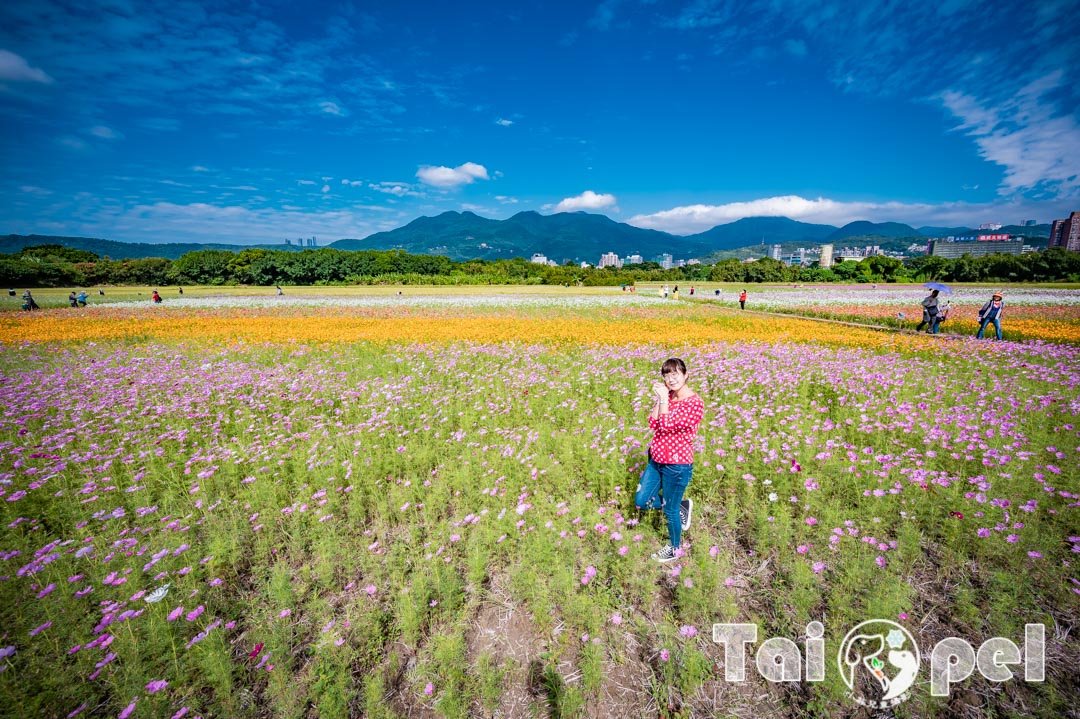 guandu-flower_038