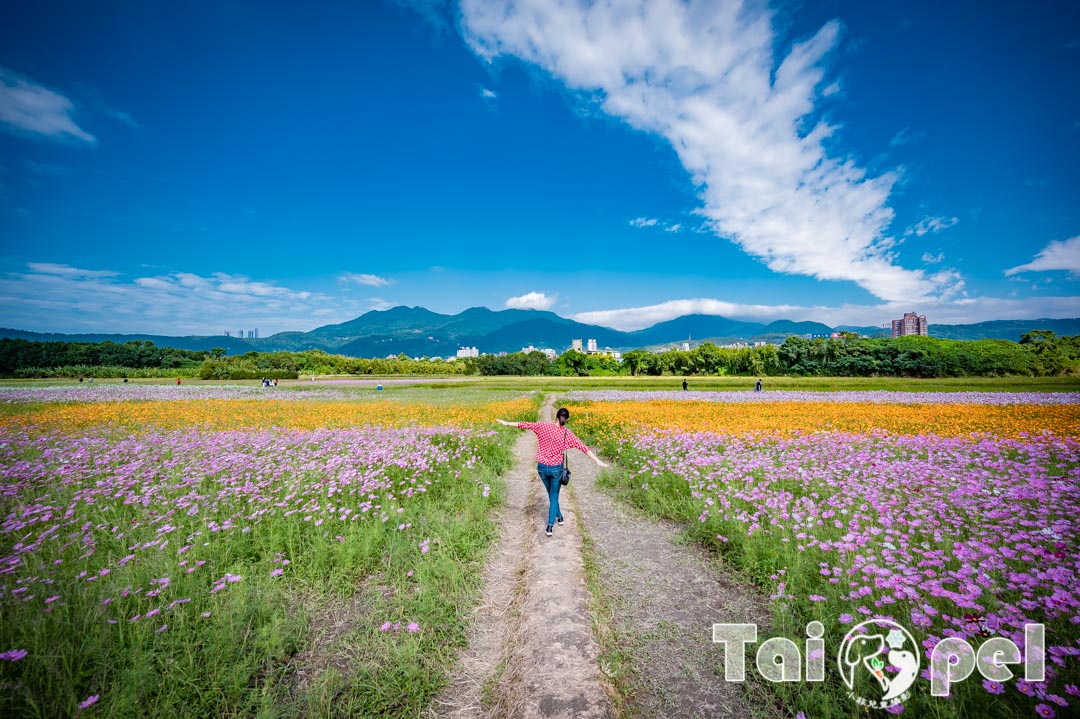 guandu-flower_039