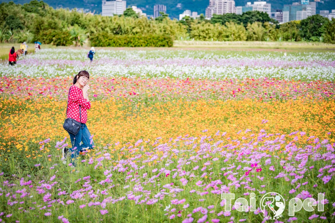guandu-flower_041