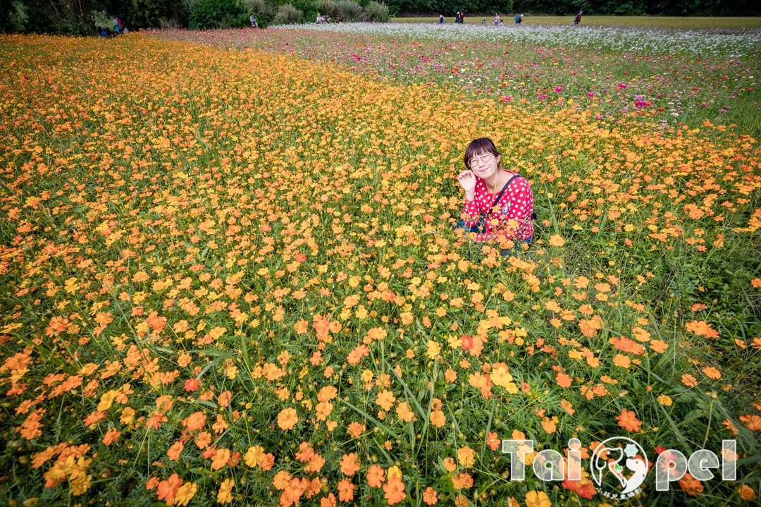 guandu-flower_043