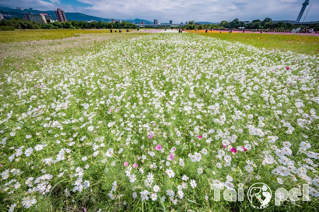guandu-flower_044