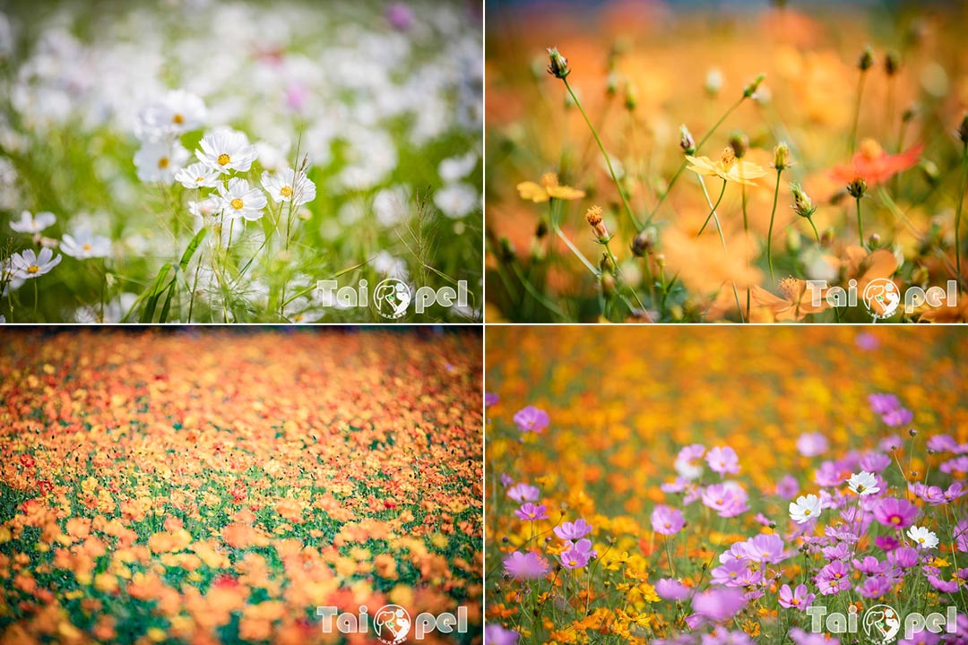 guandu-flower_045