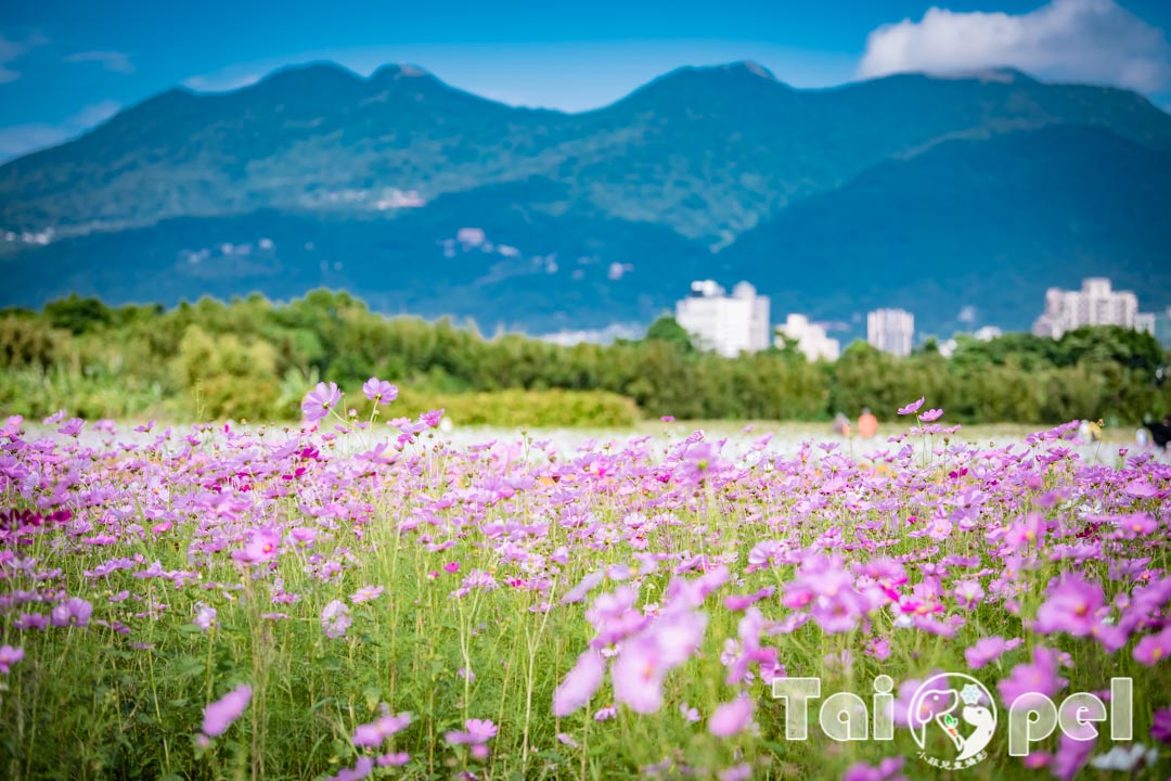 guandu-flower_048