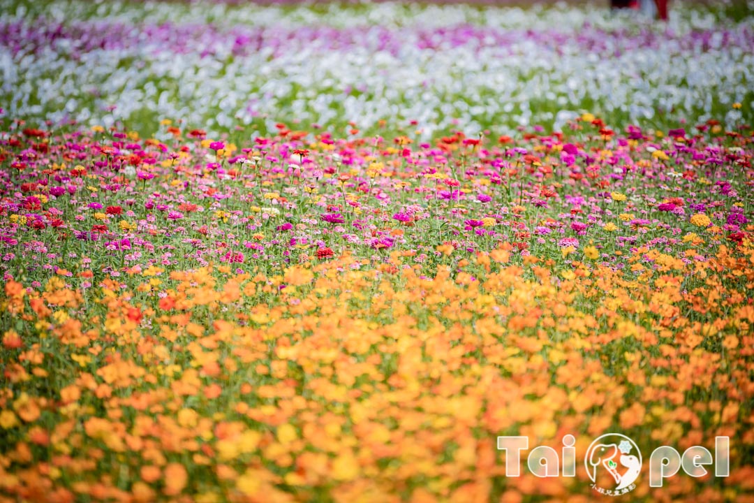 guandu-flower_049