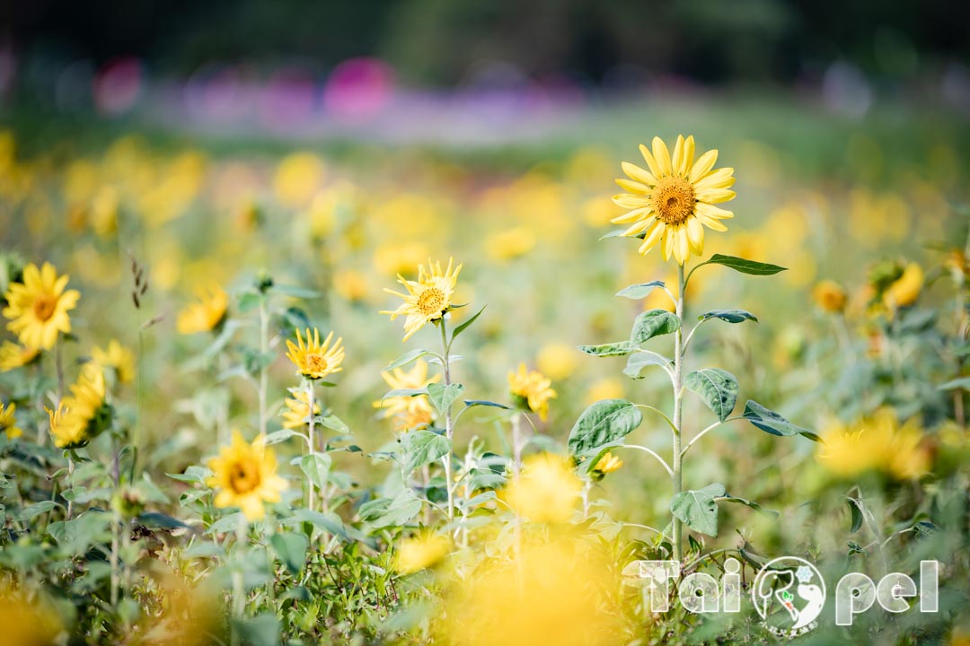guandu-flower_051