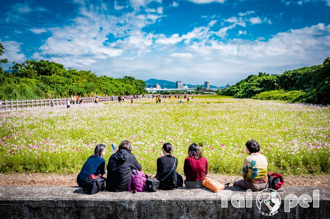 guandu-flower_053