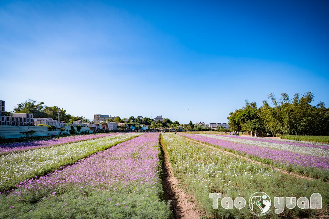outdoor-flower_001