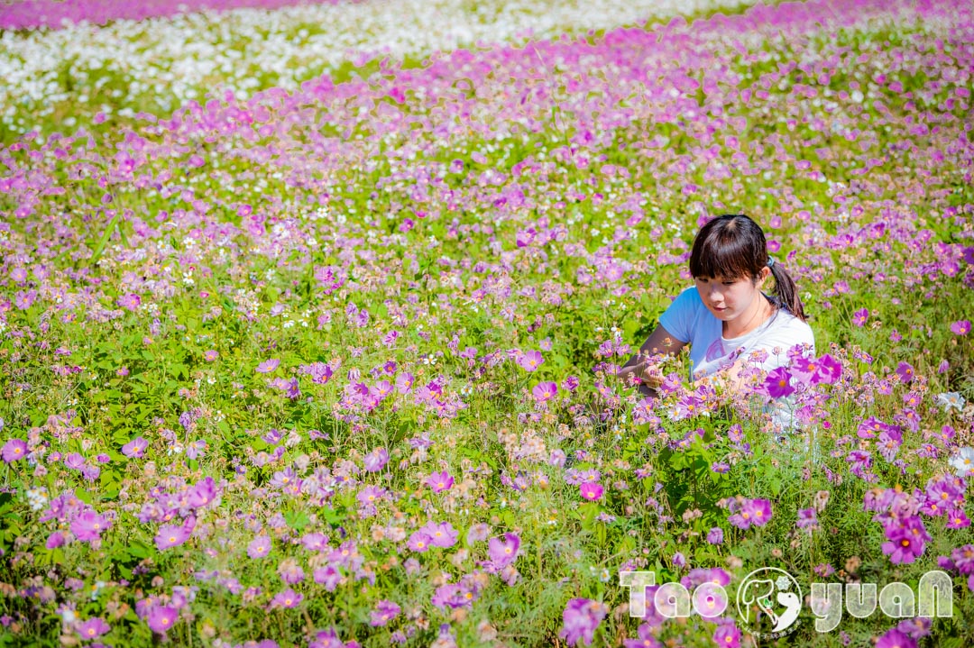 outdoor-flower_007