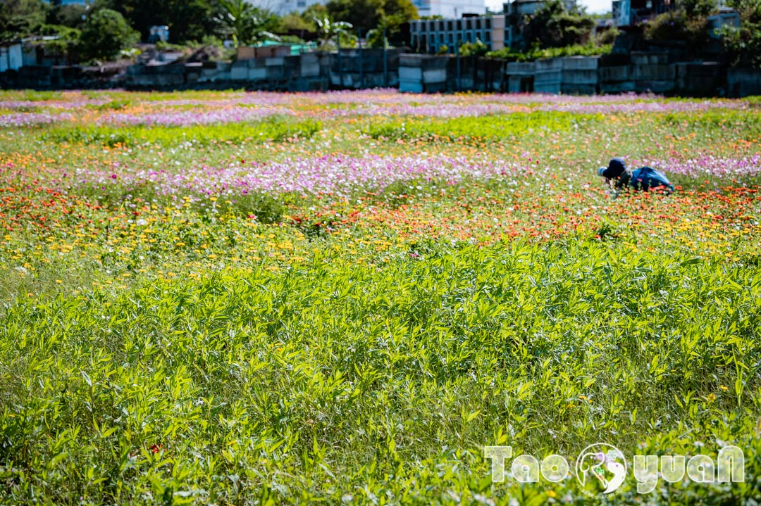 outdoor-flower_008