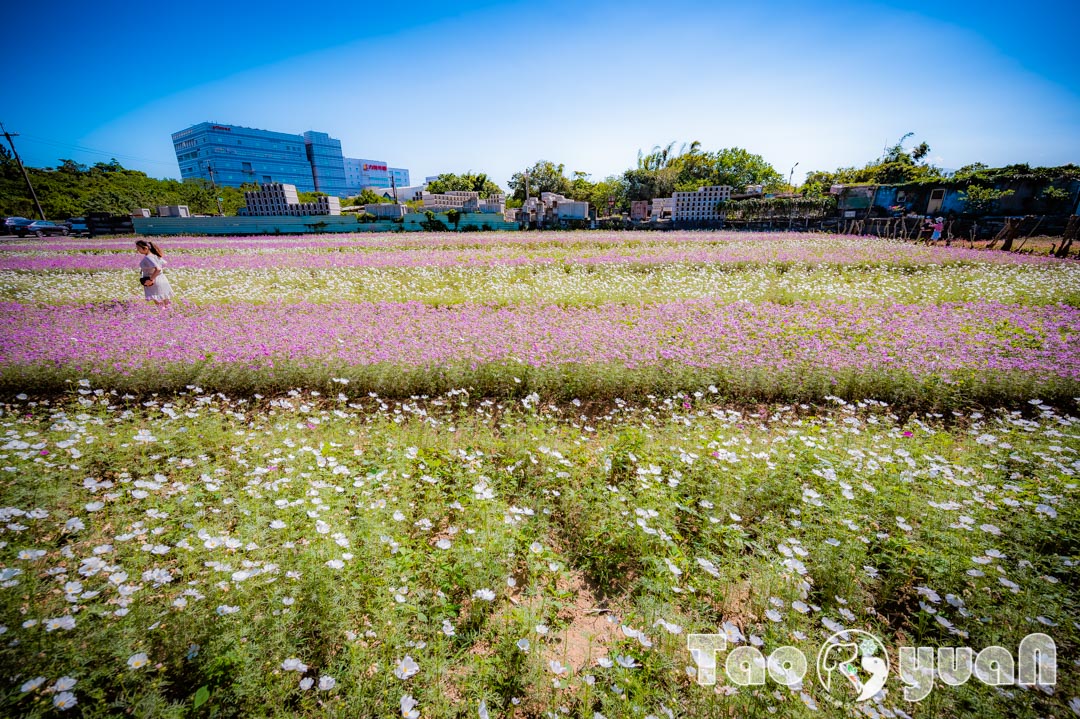 outdoor-flower_013