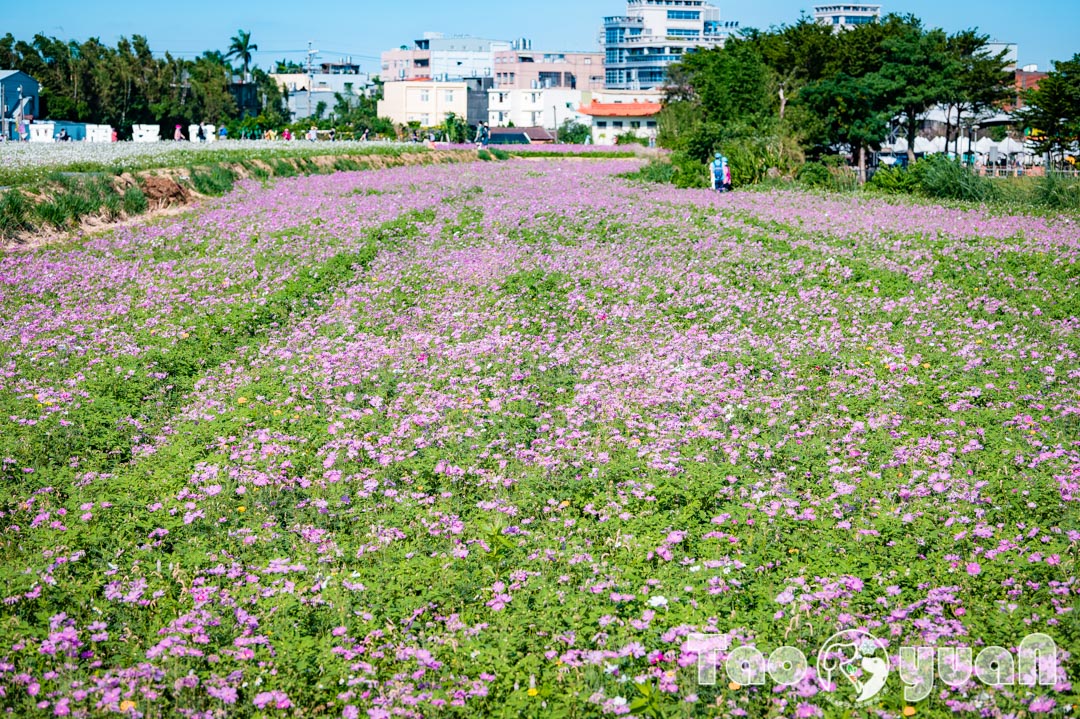 outdoor-flower_016