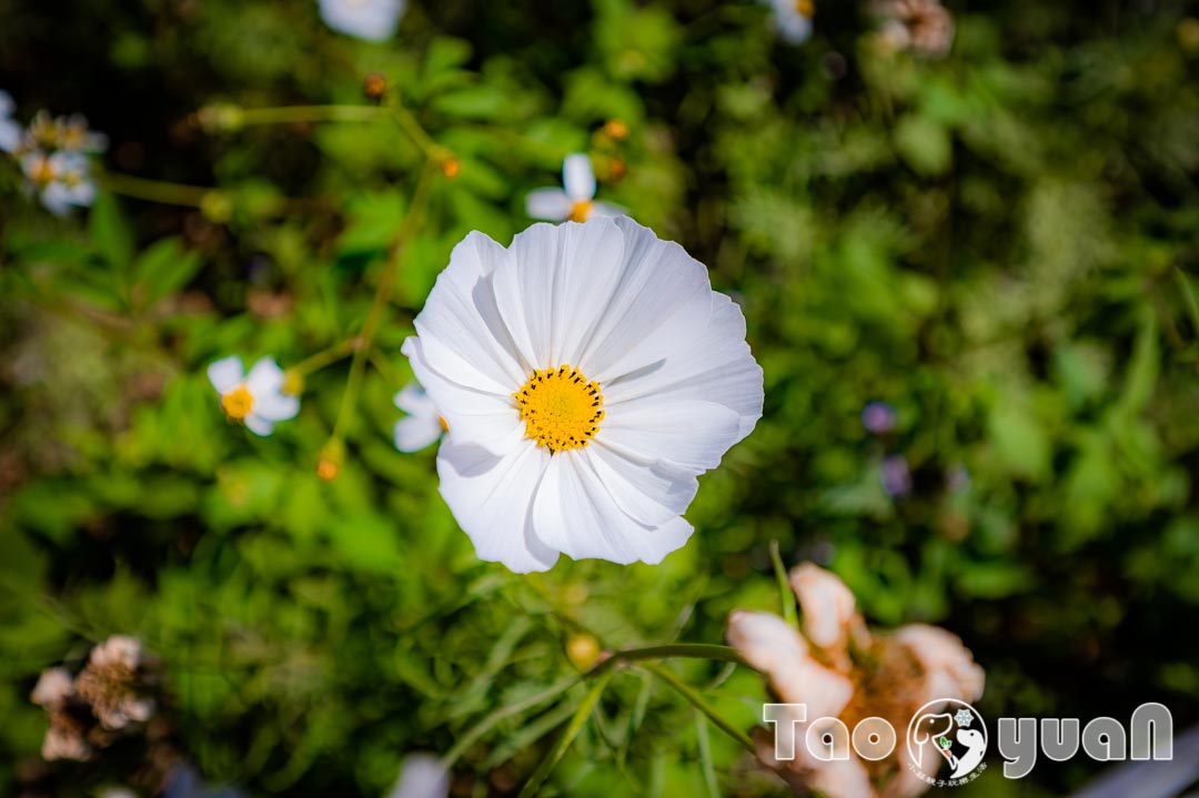 outdoor-flower_018-0