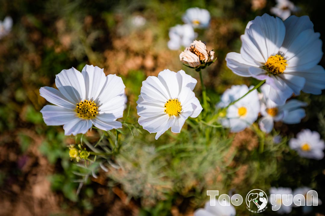 outdoor-flower_018-1