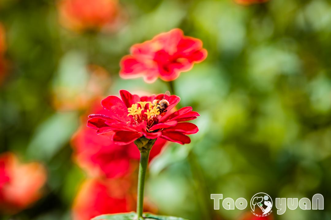 outdoor-flower_018-2