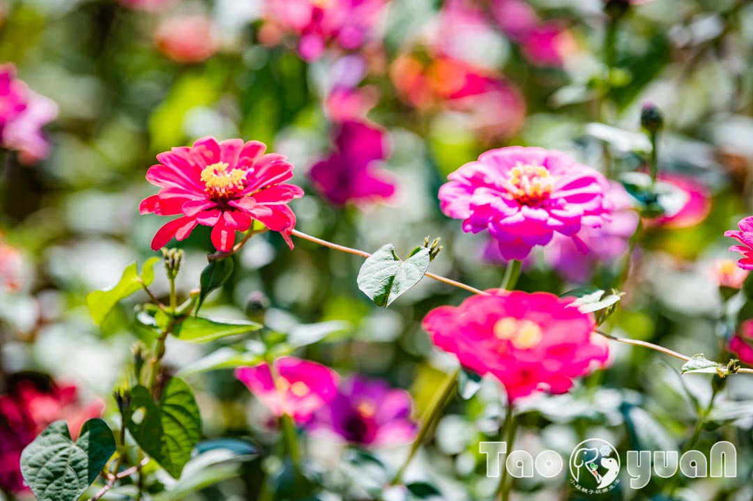 outdoor-flower_018-3